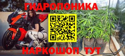прущие грибы Абакан